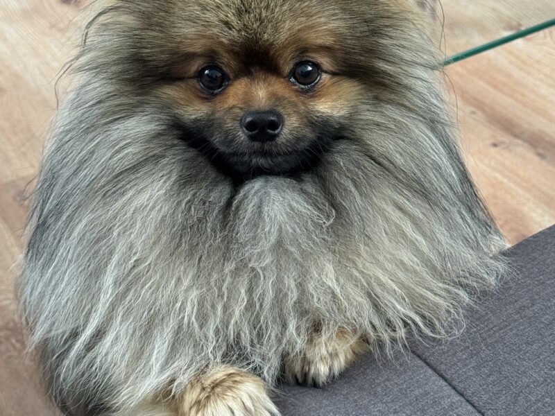 ‼️Zaginął Pomeranian‼️