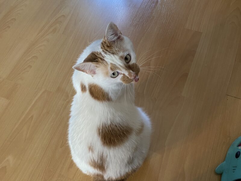 Zaginął kot Tweety