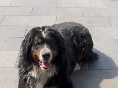 Zaginął Berneński Pies Pasterski