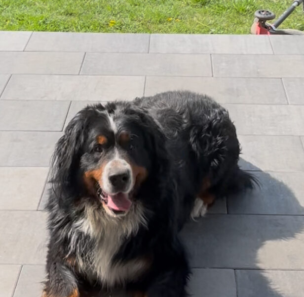 Zaginął Berneński Pies Pasterski