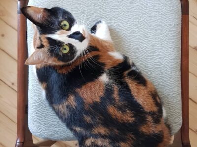 Zaginęła kotka Igrusza