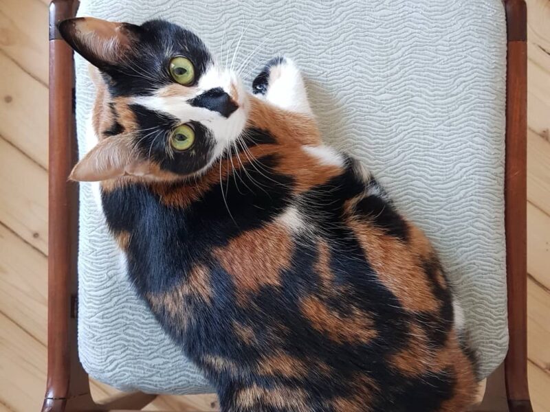 Zaginęła kotka Igrusza