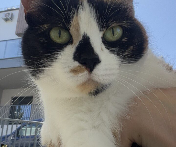 Zaginęła kotka Igrusza