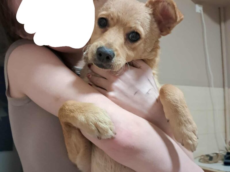 Zaginęła Sunia Bella