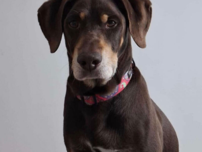 GLIWICE ZAGINĄŁ PIES