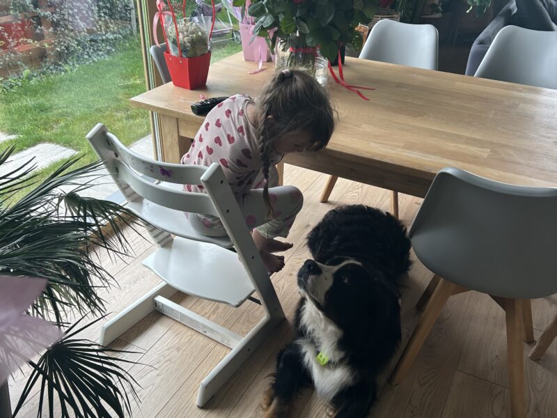 Zaginął pies Astor