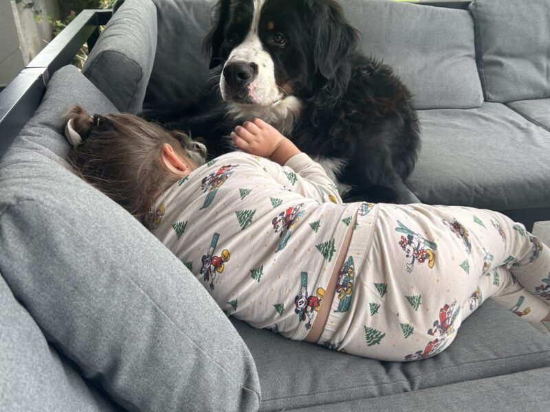 Zaginął pies Astor