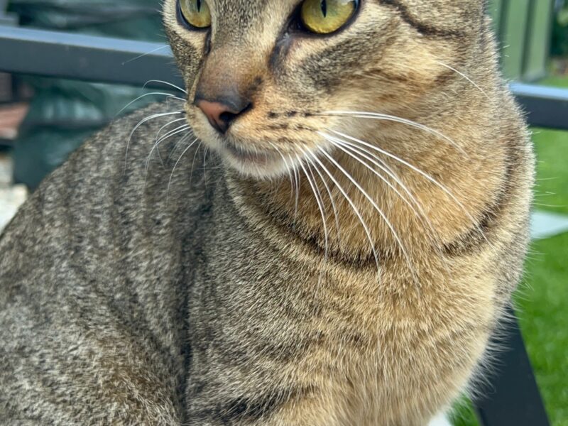 Zaginął pręgowany kotek w Krakowie