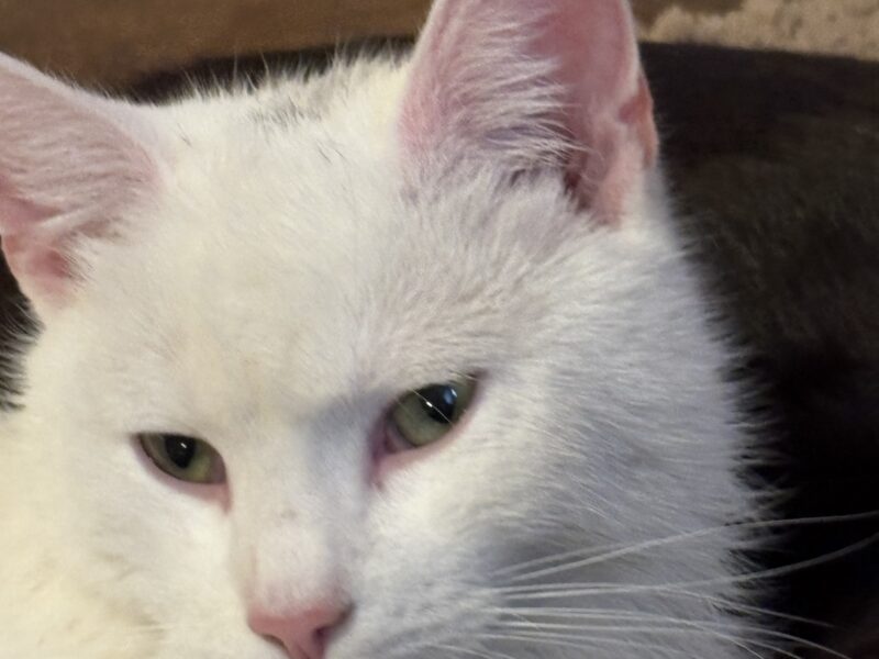 Zaginął kocurek Koko