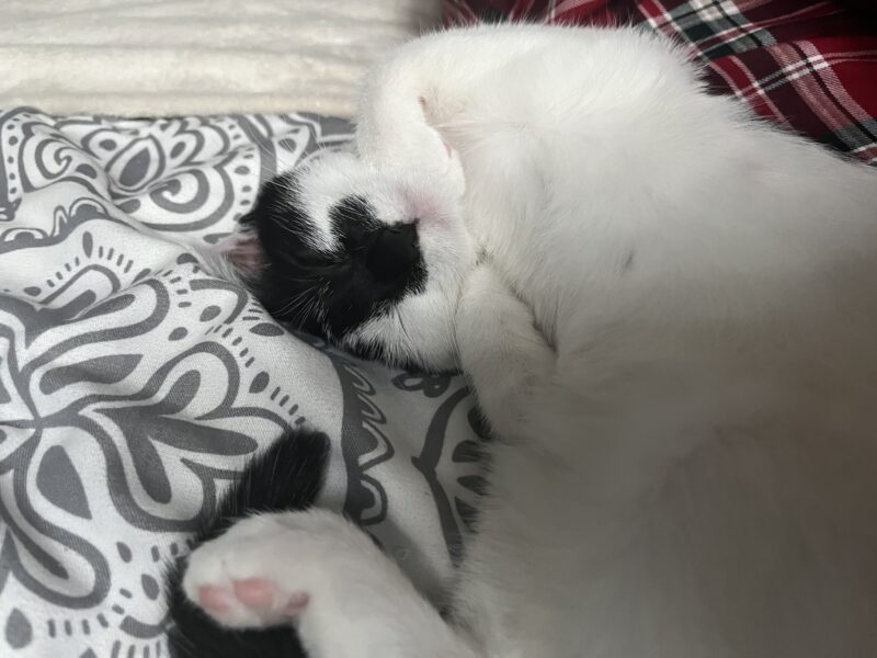 Zaginęła biało-czarna kotka