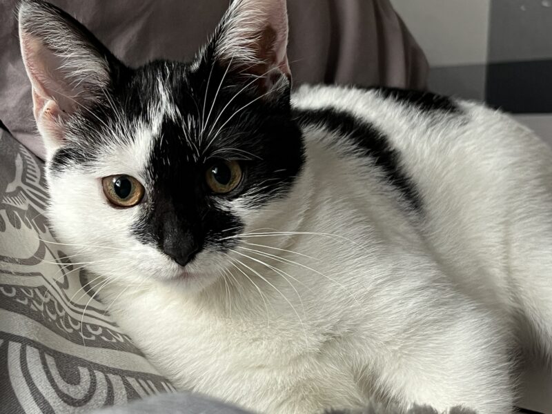 Zaginęła biało-czarna kotka