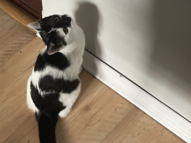 Zaginęła biało-czarna kotka