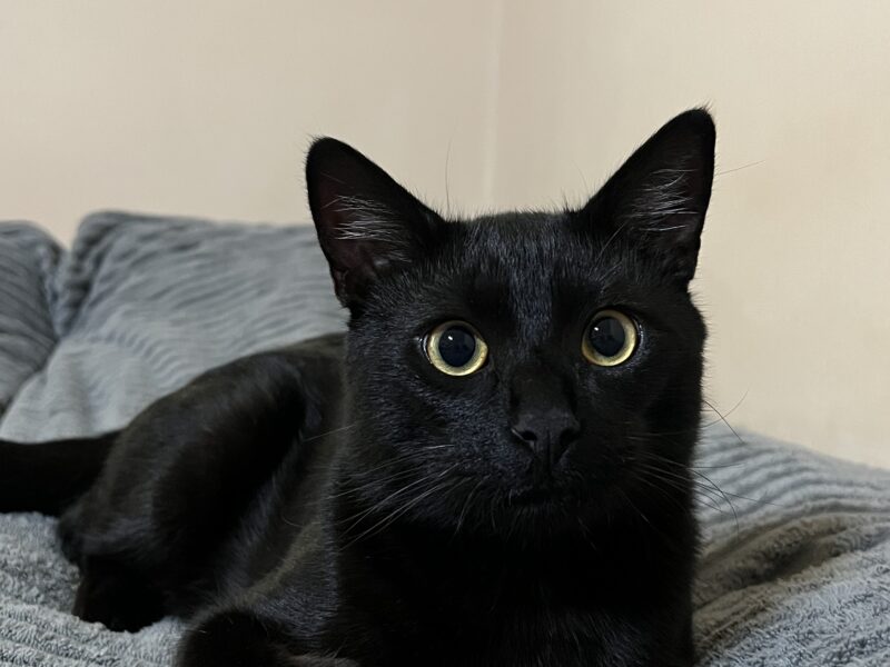 Zaginął Czarny Kotek