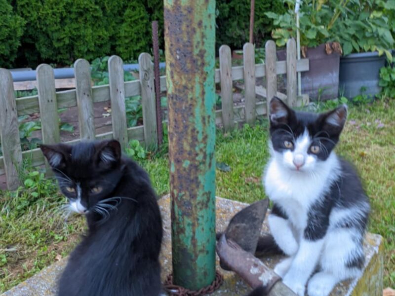 Zaginęły dwa kotki! Błagam o pomoc! Niekarmia i okolice. Nagroda dla znalazcy