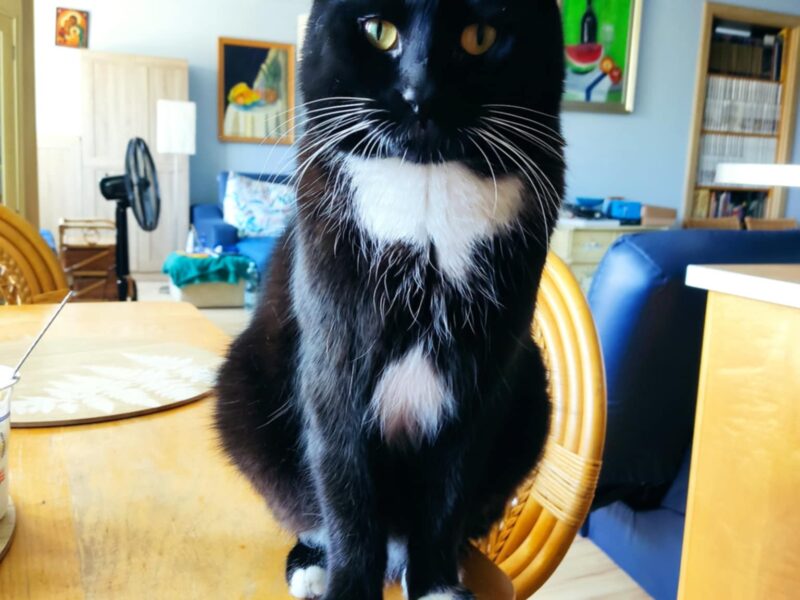 Zaginął kot Wyszków