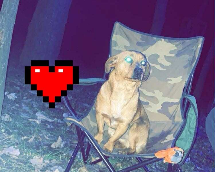 Zaginął piesek Reksiu