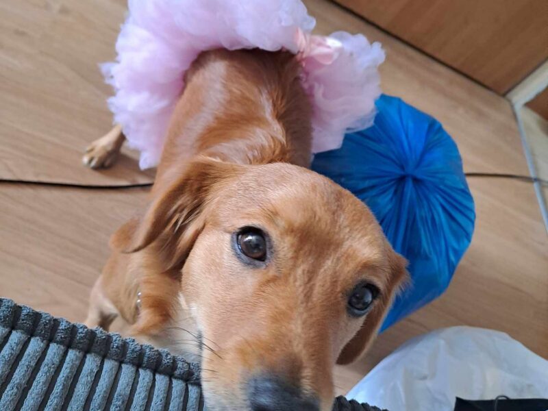 Zaginął rudy piesek