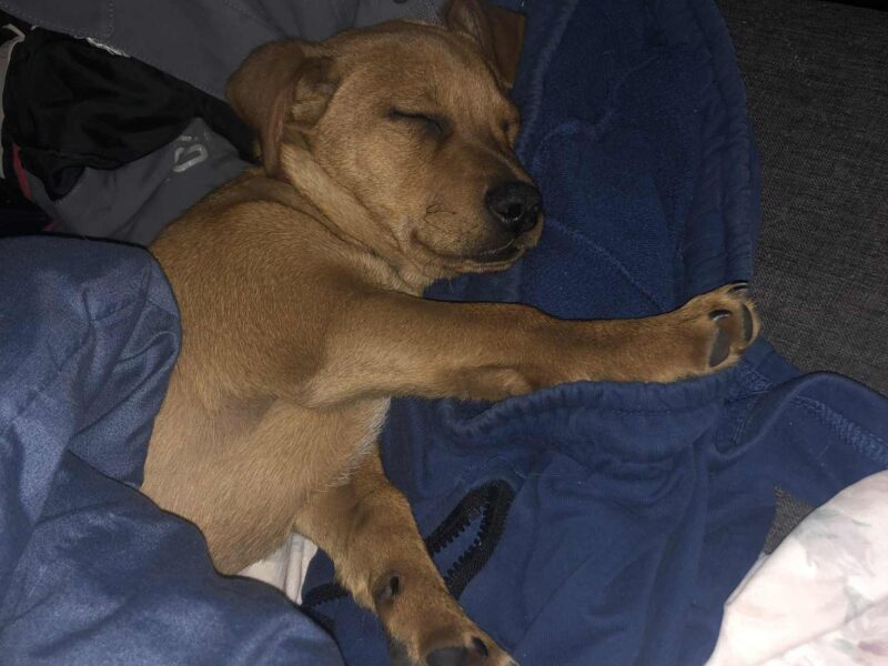 Zaginął piesek Reksiu