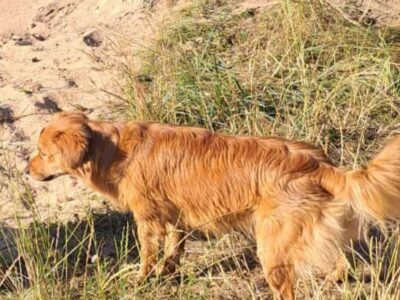 Zaginął rudy piesek