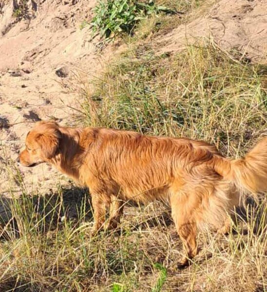 Zaginął rudy piesek