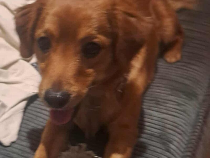 Zaginął rudy piesek