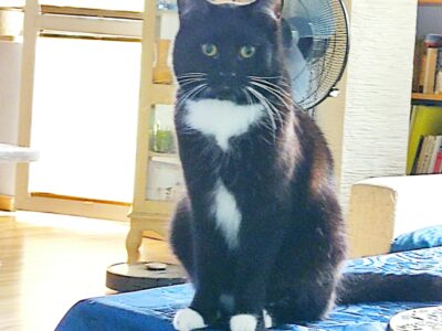 Zaginął kot Wyszków