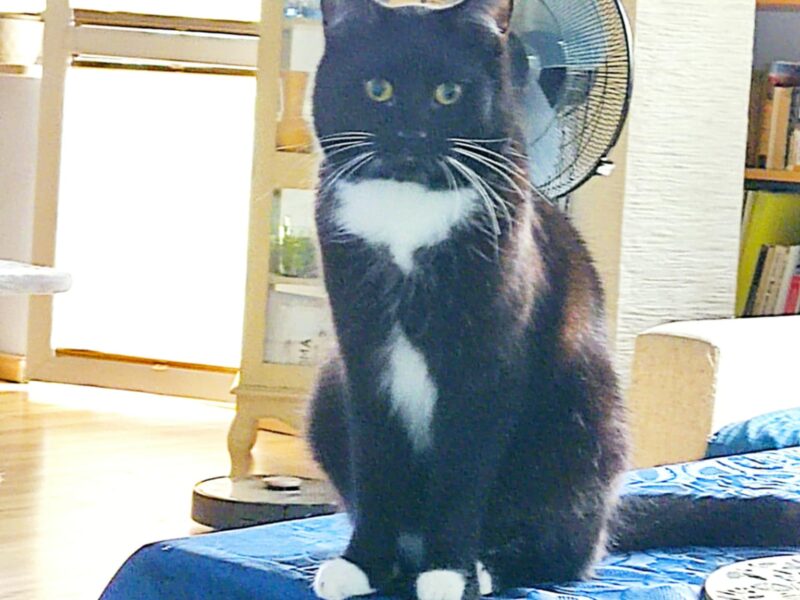 Zaginął kot Wyszków