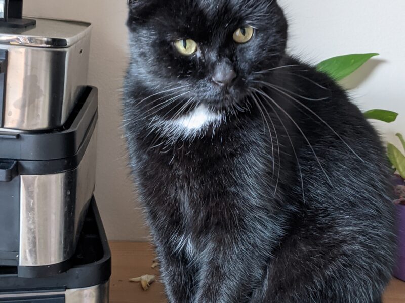 Zaginął kot Groszek