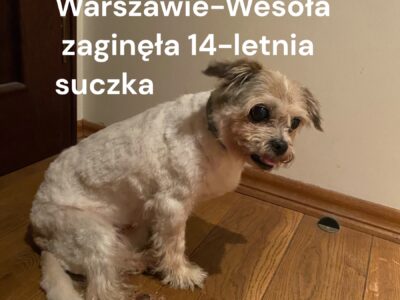 Zaginęła 14-letnia Suczka Pudzia