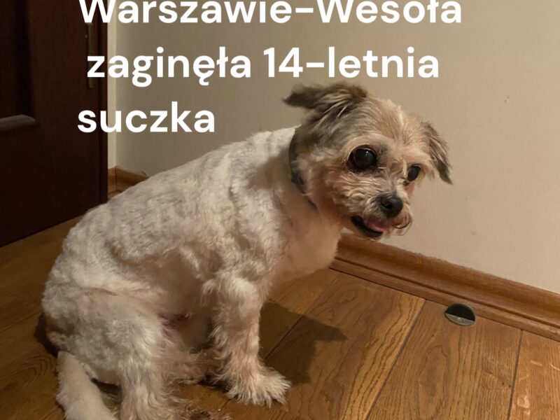 Zaginęła 14-letnia Suczka Pudzia