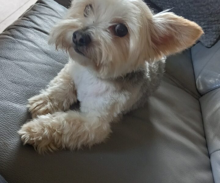 Zaginął pies w typie yorka