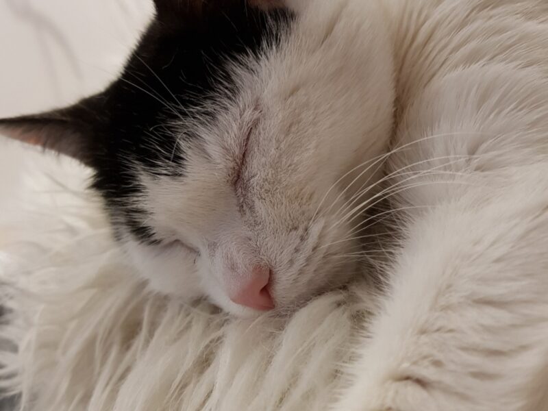 Zaginęła niewidoma koteczka Misia