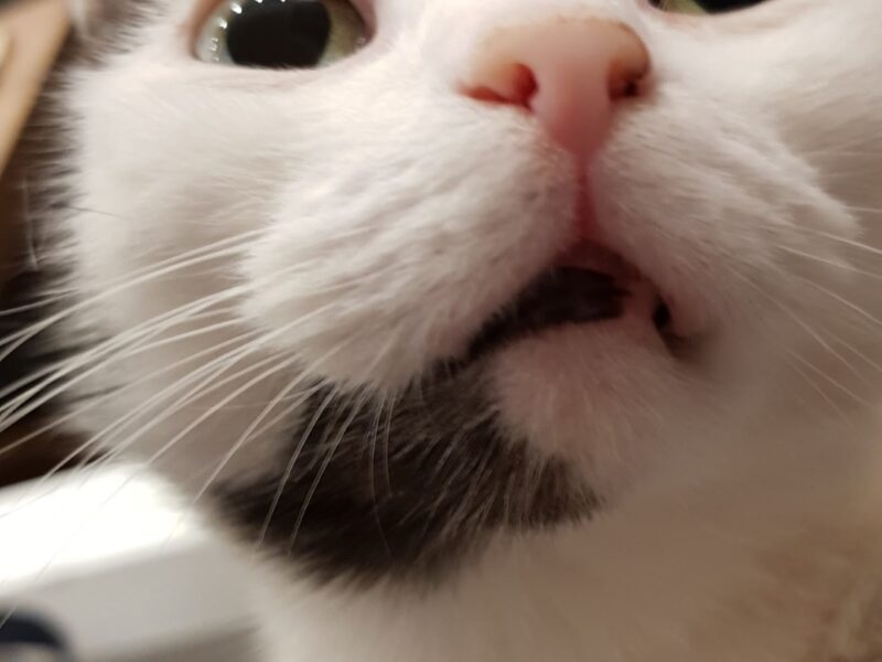 Zaginęła niewidoma koteczka Misia