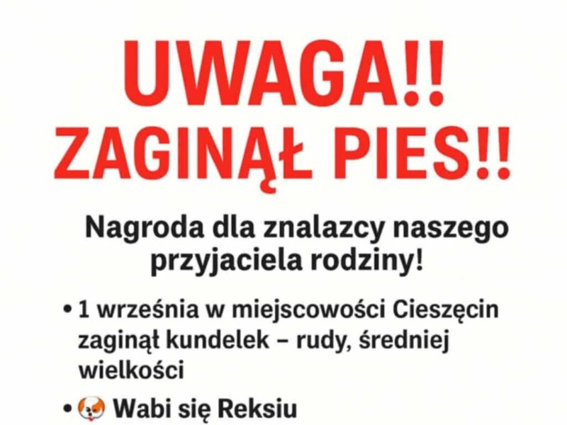 Zaginął piesek Reksiu