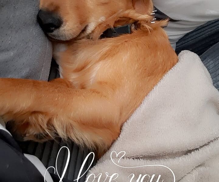 Zaginął rudy piesek