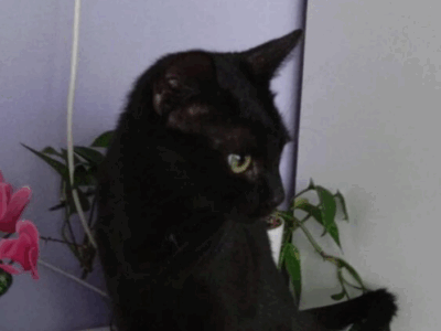 Pobiedziska zaginął kotek