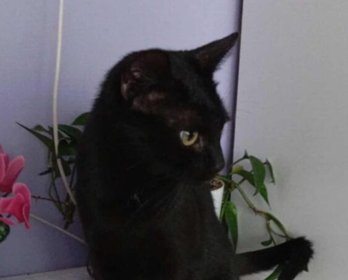 Pobiedziska zaginął kotek