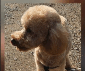 Zaginął Piesek Asti