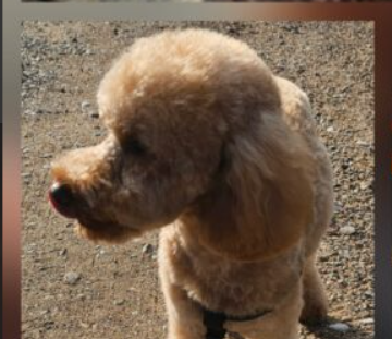 Zaginął Piesek Asti