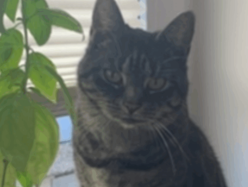 Zaginął kocurek w Pobiedziskach