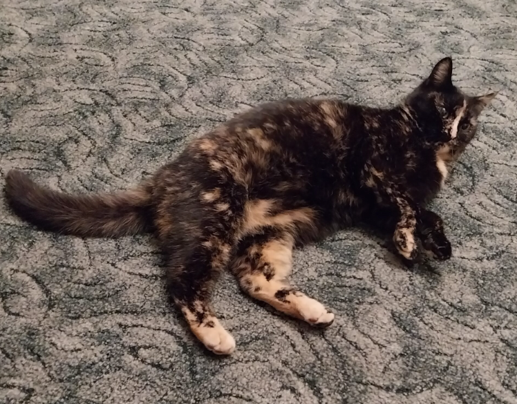 Zaginęła kotka Shelli