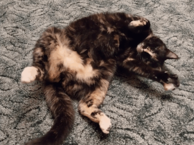 Zaginęła kotka Shelli