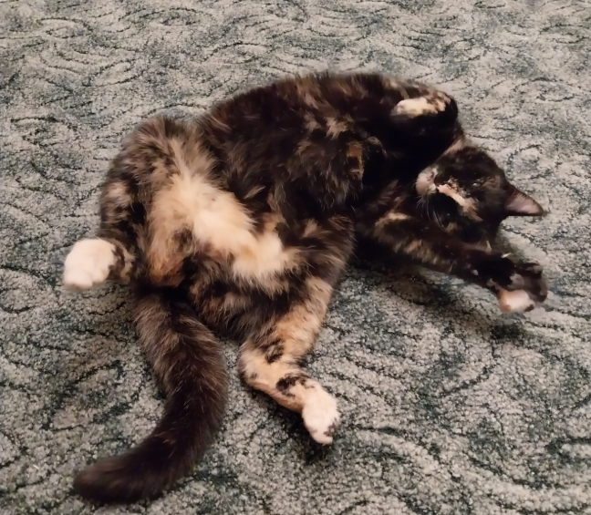 Zaginęła kotka Shelli