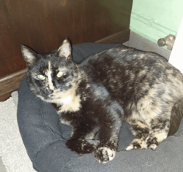 Zaginęła kotka Shelli