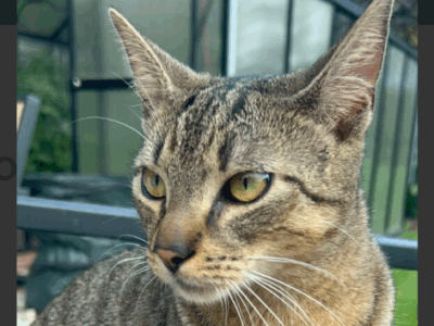 Zaginął pręgowany kotek w Krakowie