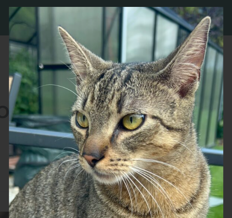 Zaginął pręgowany kotek w Krakowie