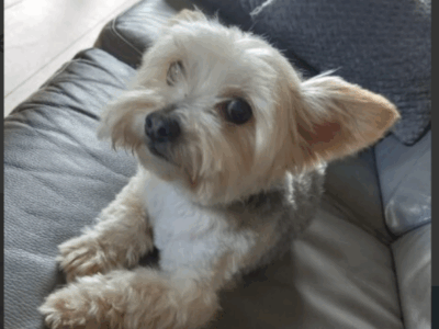 Zaginął pies w typie yorka