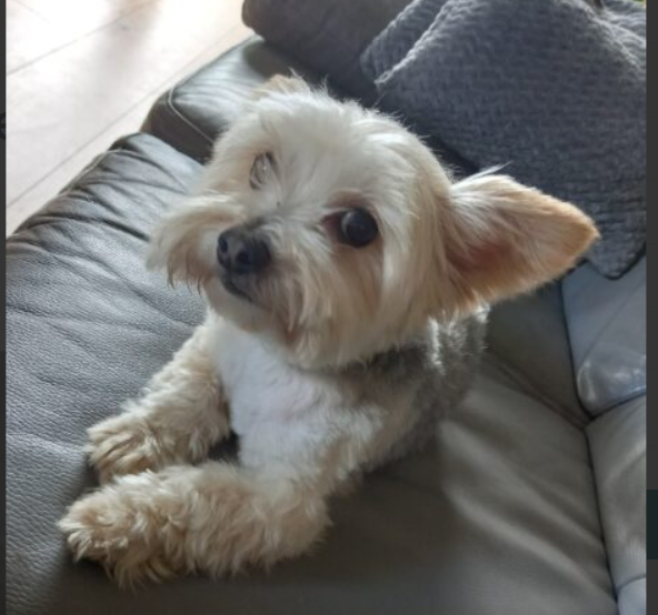 Zaginął pies w typie yorka