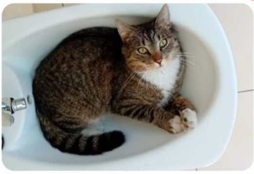 Zaginął kot Wiesiu