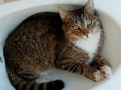 Zaginął kot Wiesiu